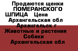 Продаются щенки ПОМЕРАНСКОГО ШПИЦА › Цена ­ 30 000 - Архангельская обл., Архангельск г. Животные и растения » Собаки   . Архангельская обл.